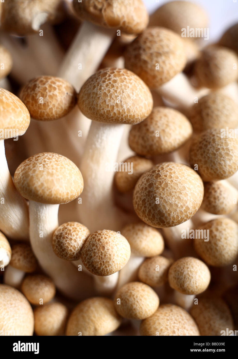 Brown clamshell mushroom hires stock photography and images Alamy
