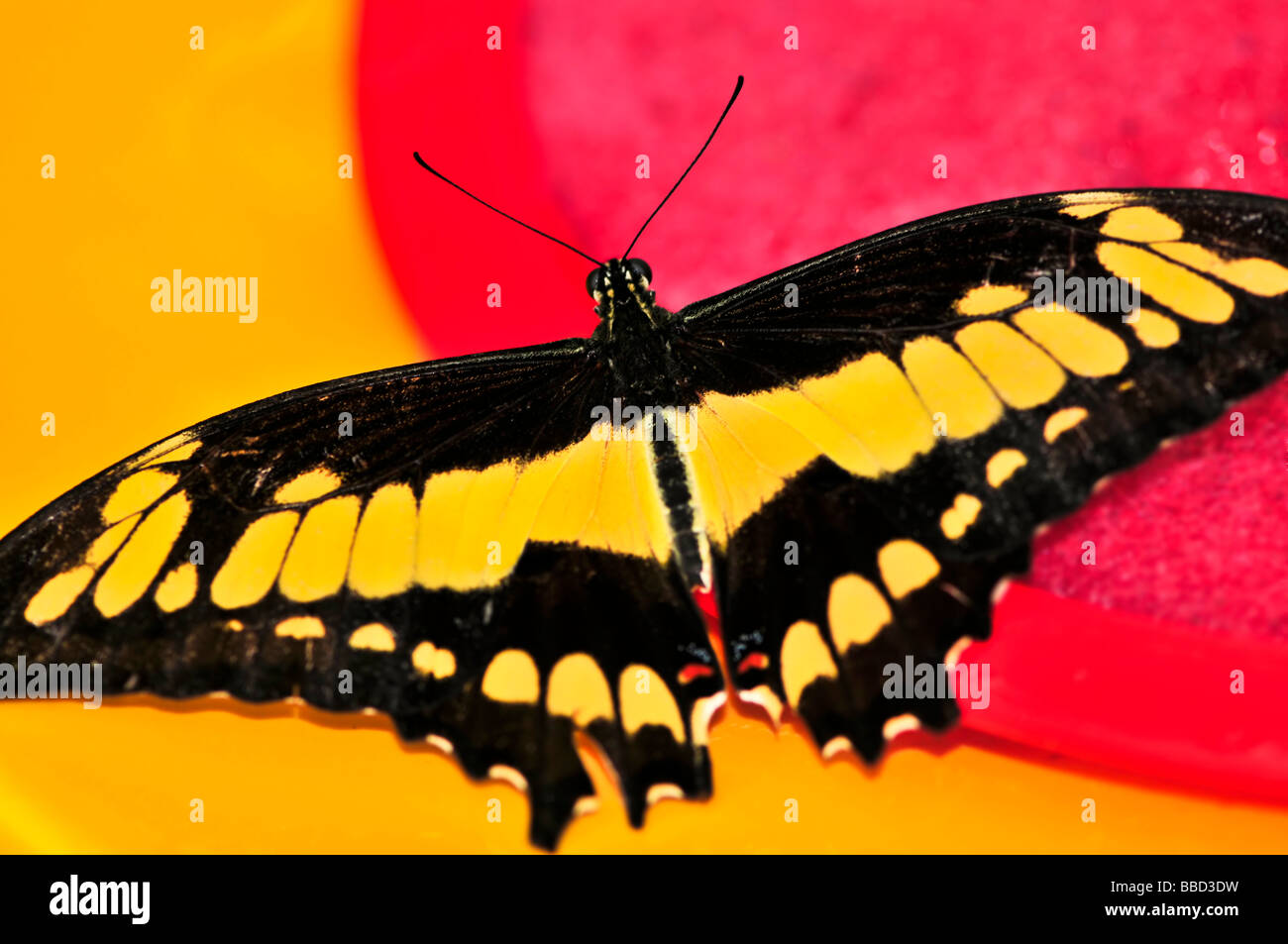 Giant swallowtail butterfly with open wings and yellow markings Stock Photo