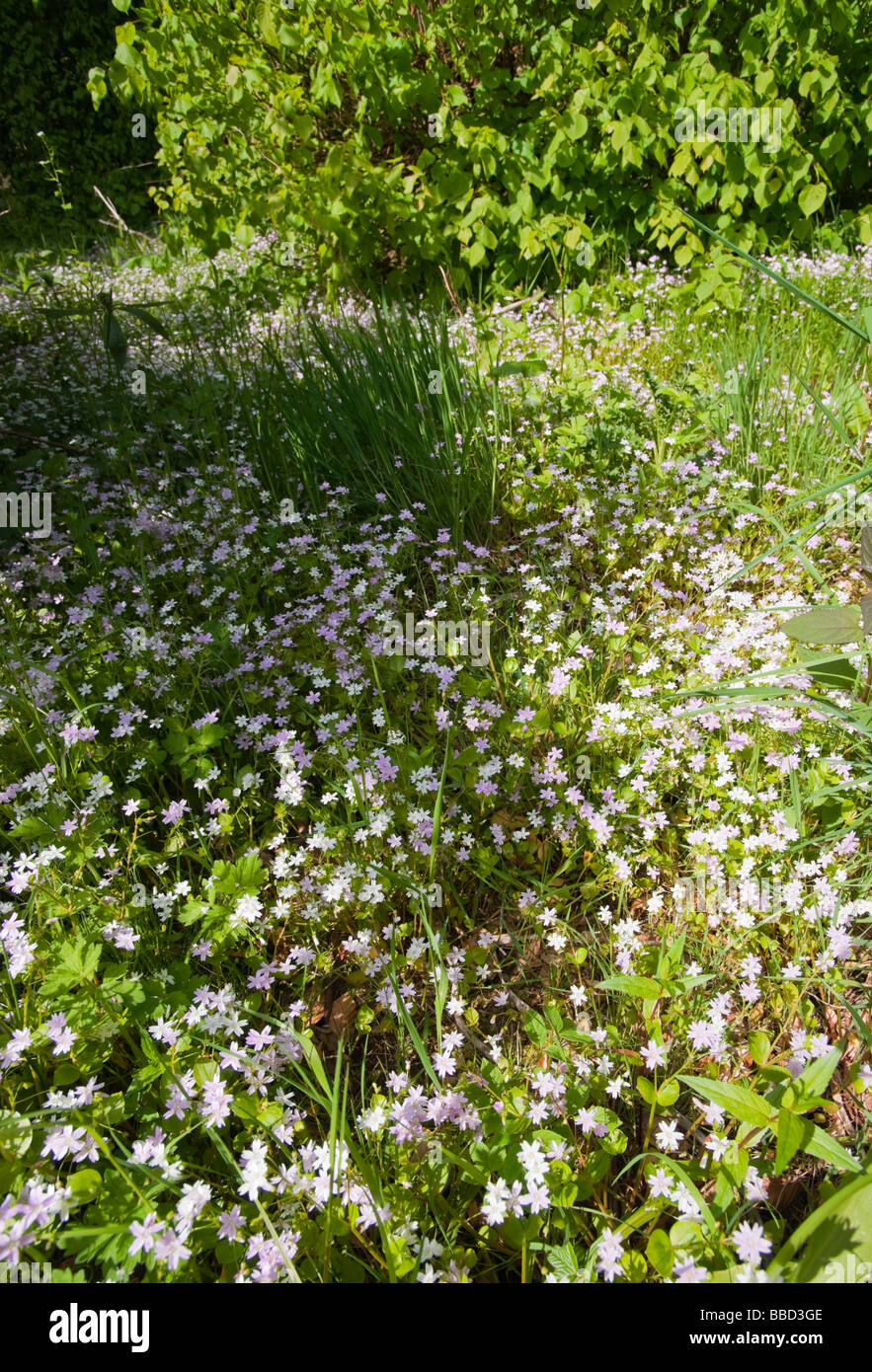 Traquair House Scotland wild flowers in the burnside gardens Stock