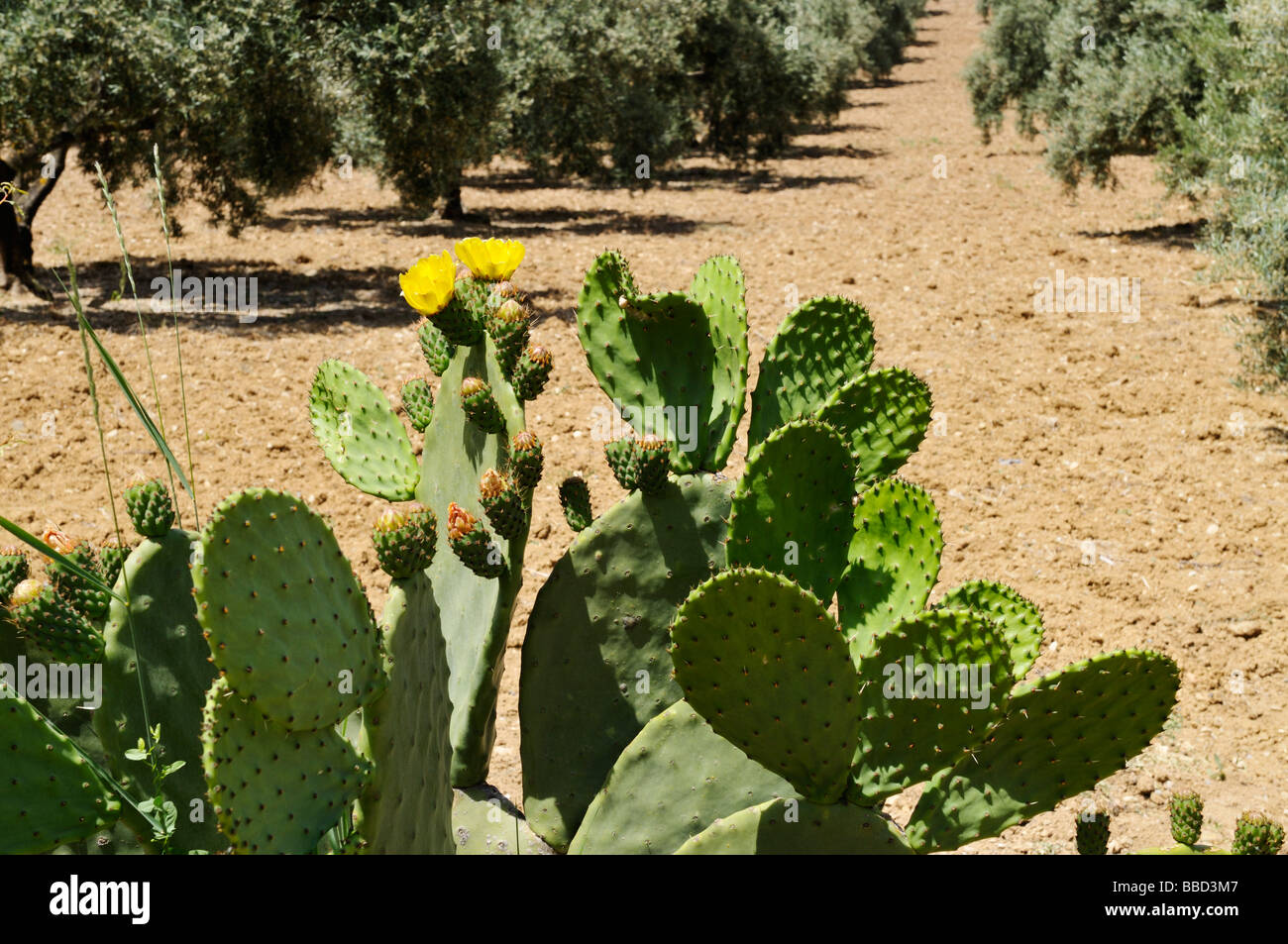 Flowering Prickly pear cactus Opuntia humifusa growing at edge of olive orchard Spain Stock Photo