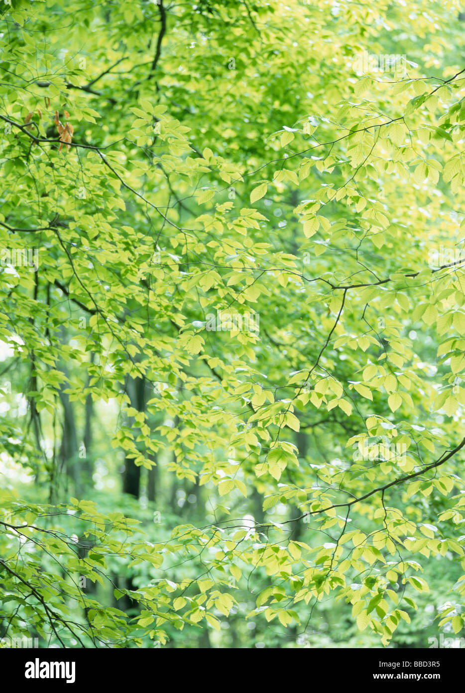 Green Leaves Stock Photo