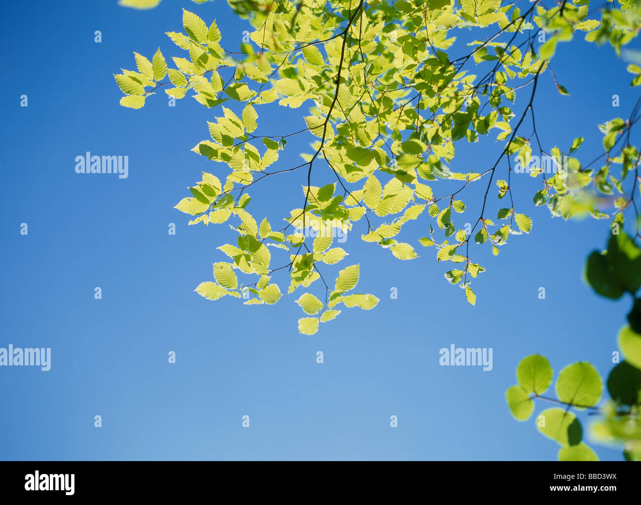 Green Leaves and Blue Sky Stock Photo