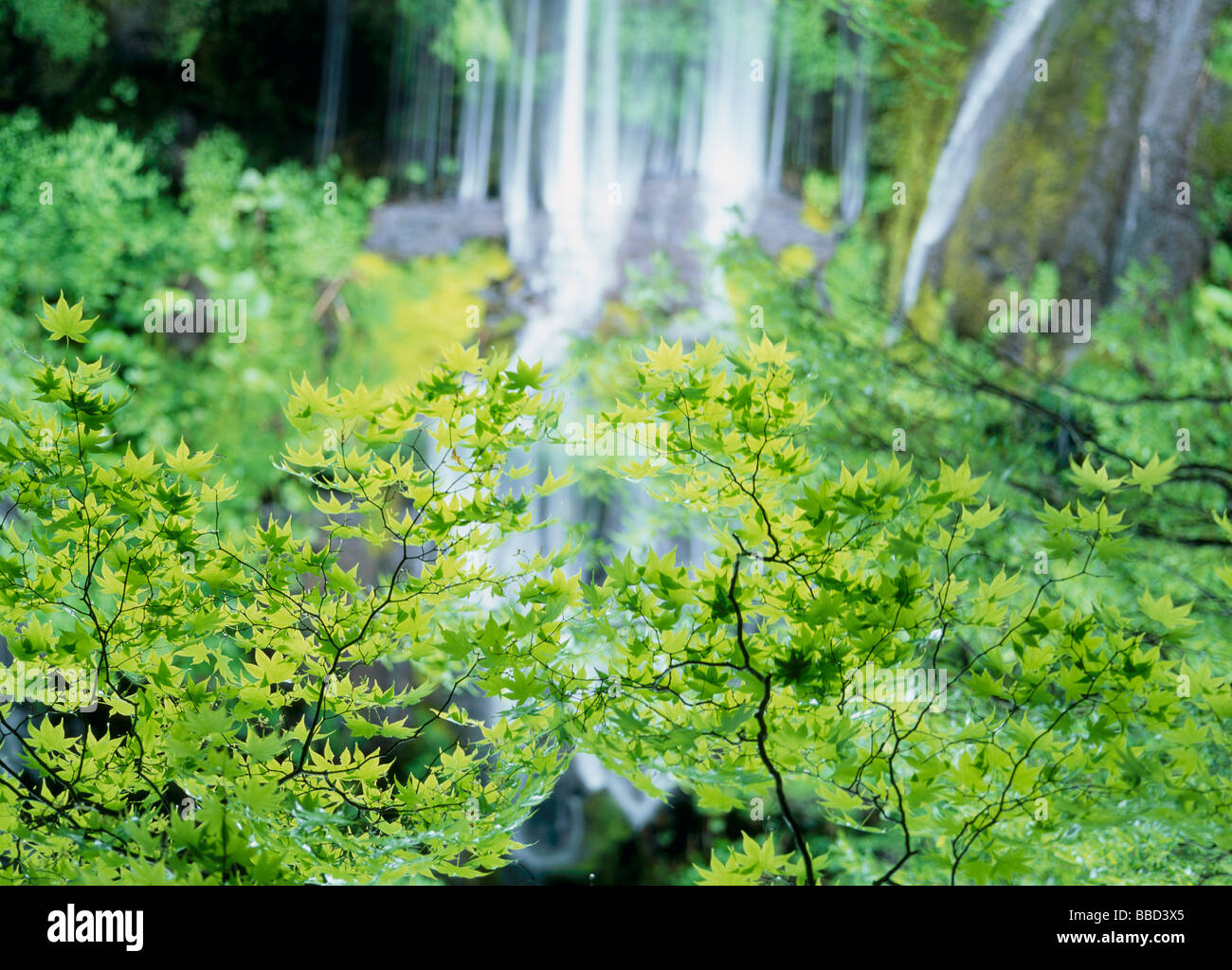 Waterfalls and Green Leaves Stock Photo