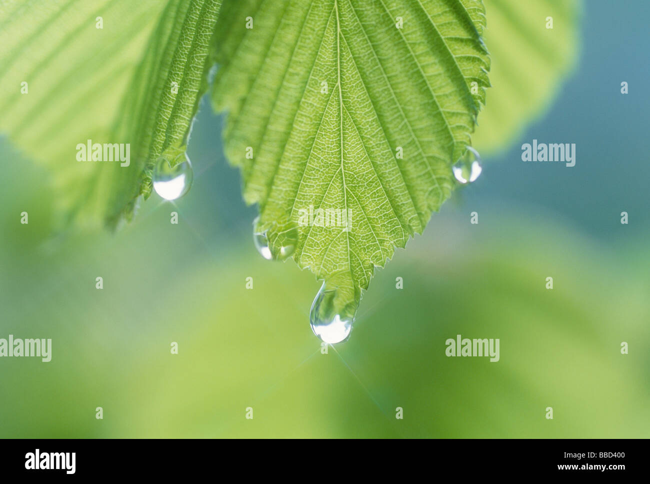 Green Leaves and Water Drop Stock Photo