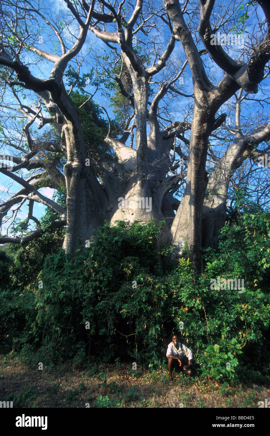 baobab tree lake niassa mozambique Stock Photo