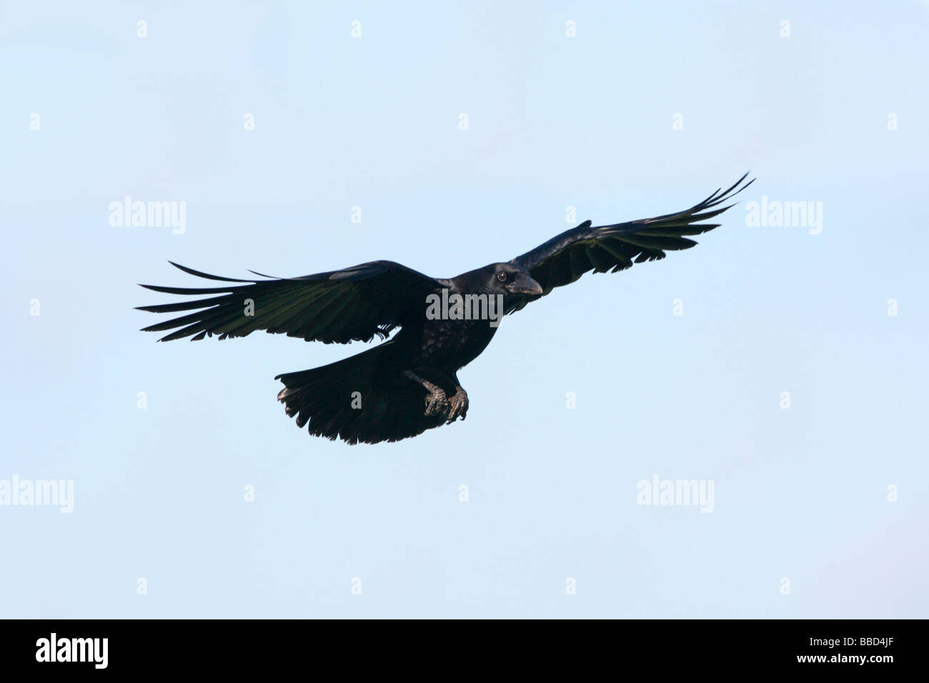 American Crow in Flight Stock Photo