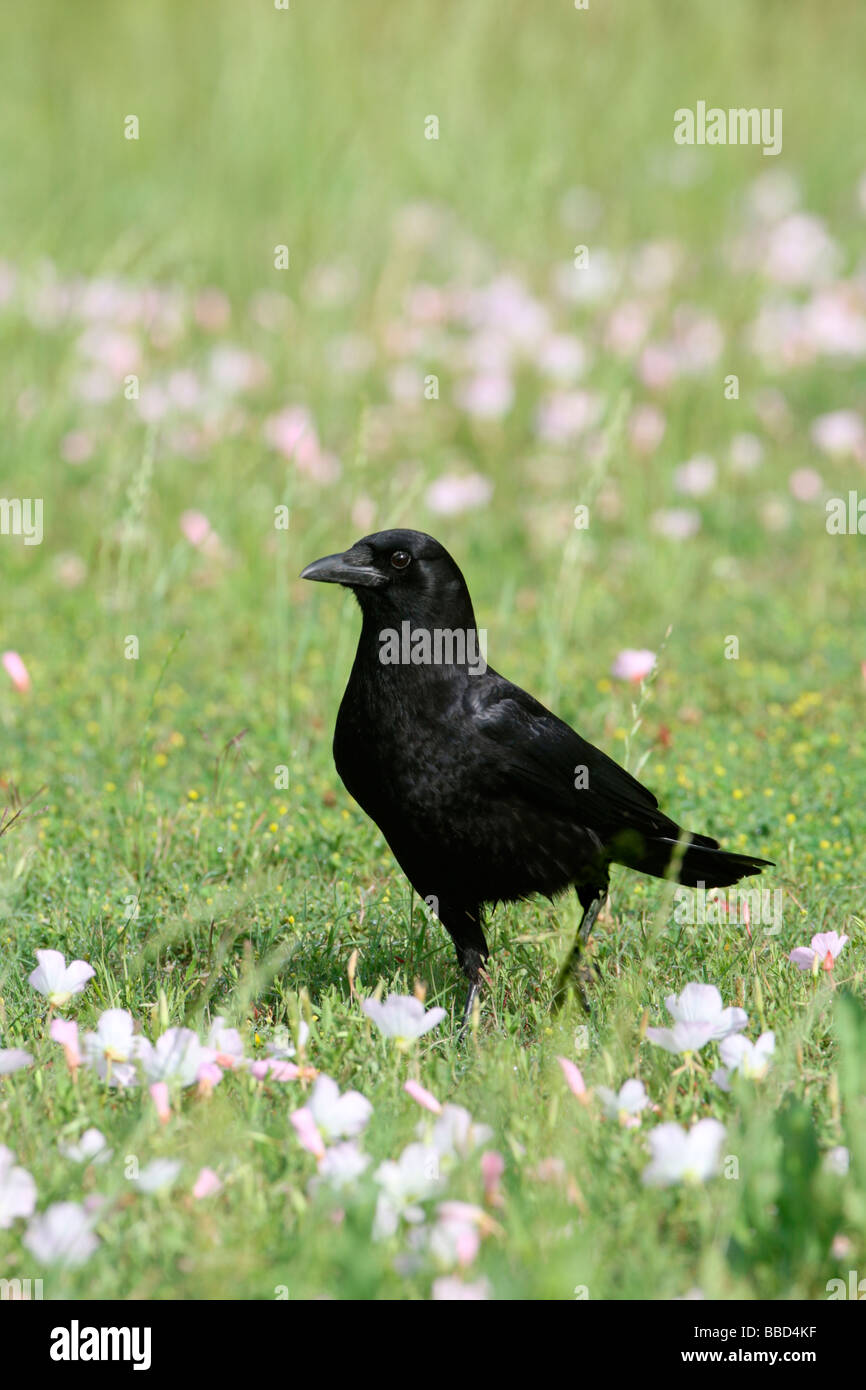 American Crow - Vertical Stock Photo