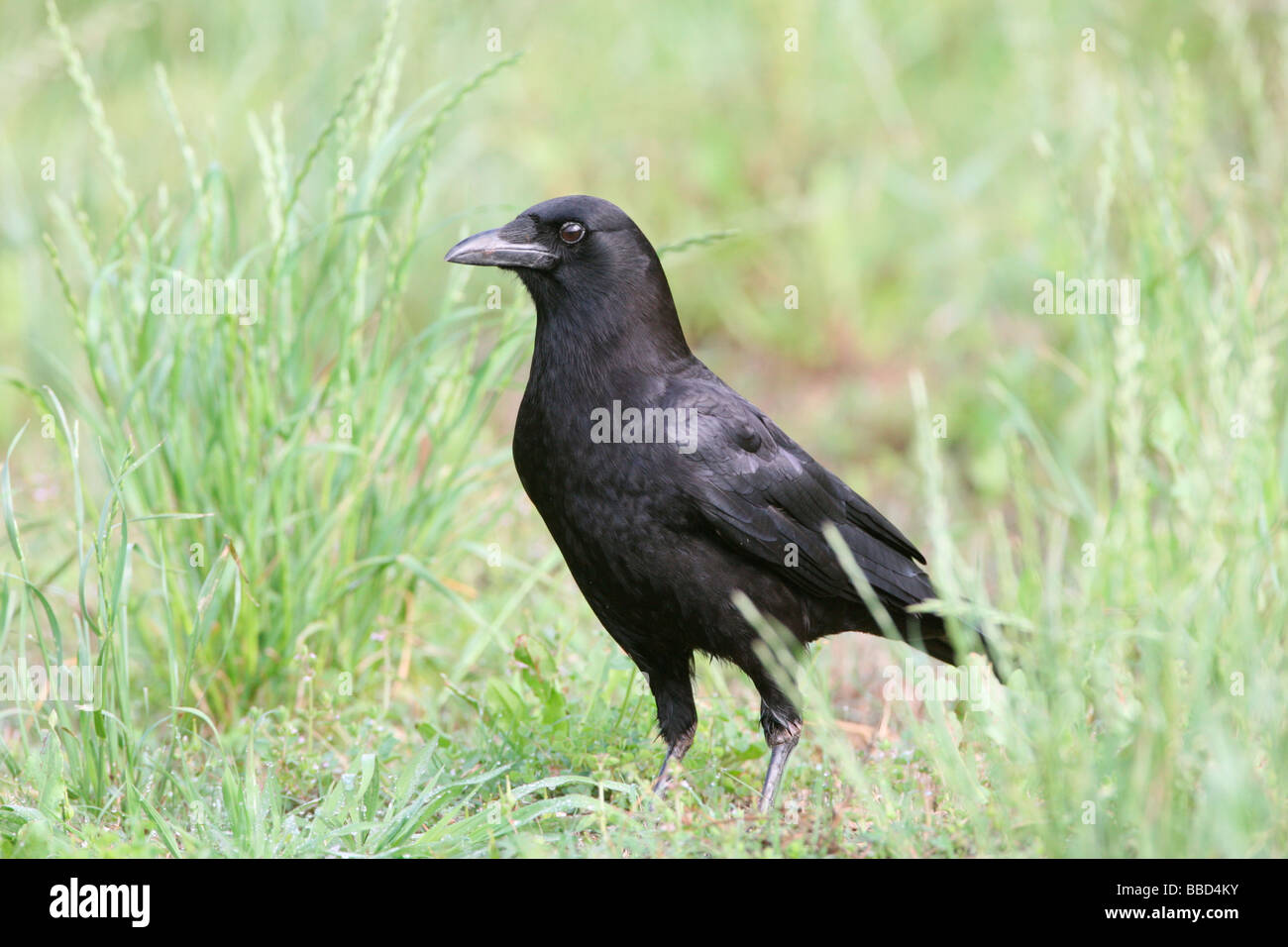 American Crow Stock Photo