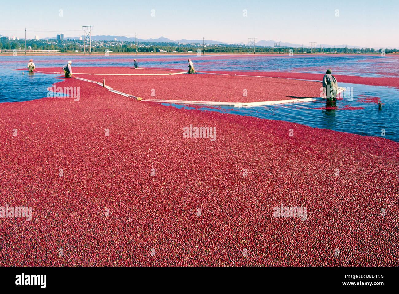Harvesting cranberries in canada hires stock photography and images