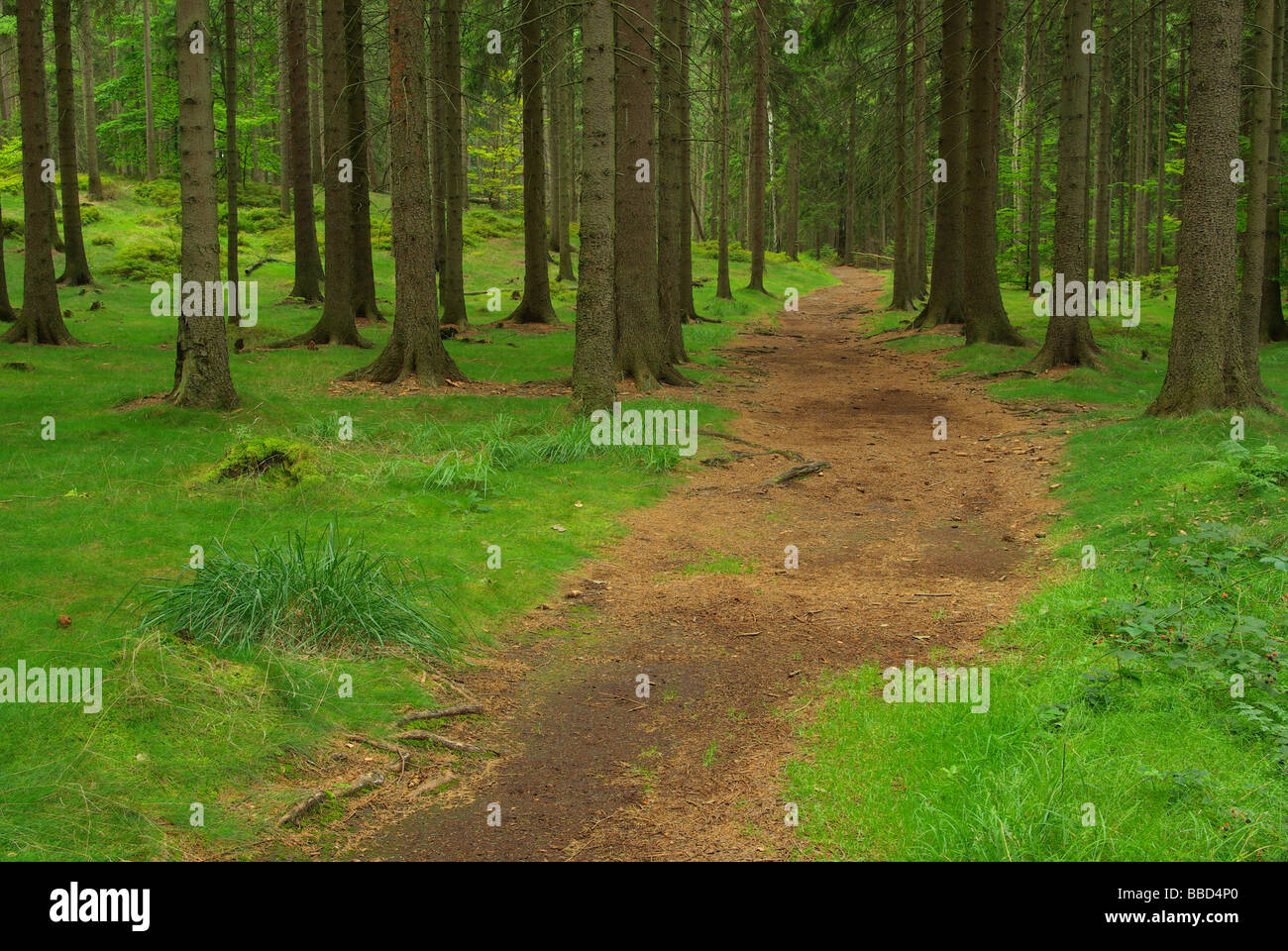 Wald forest 44 Stock Photo