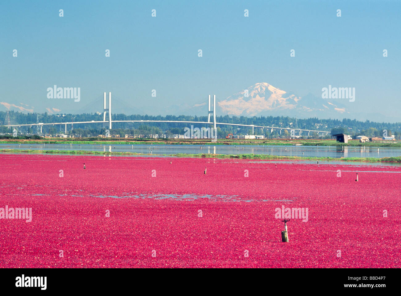 Harvesting Cranberries in a Flooded Bog Field on a Cranberry Farm