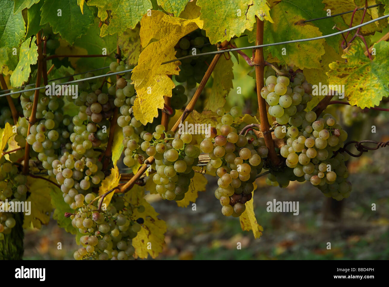 Wein grape 33 Stock Photo