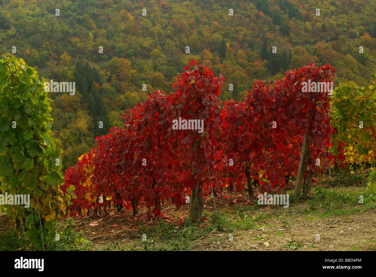Weinberg vineyard 25 Stock Photo