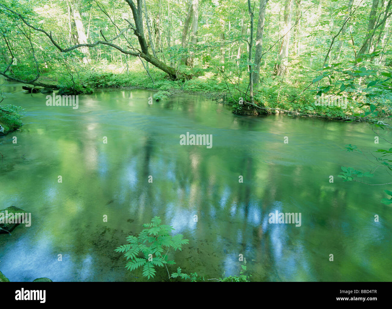 Woods Rive Spring River and Woods Stock Photo - Alamy