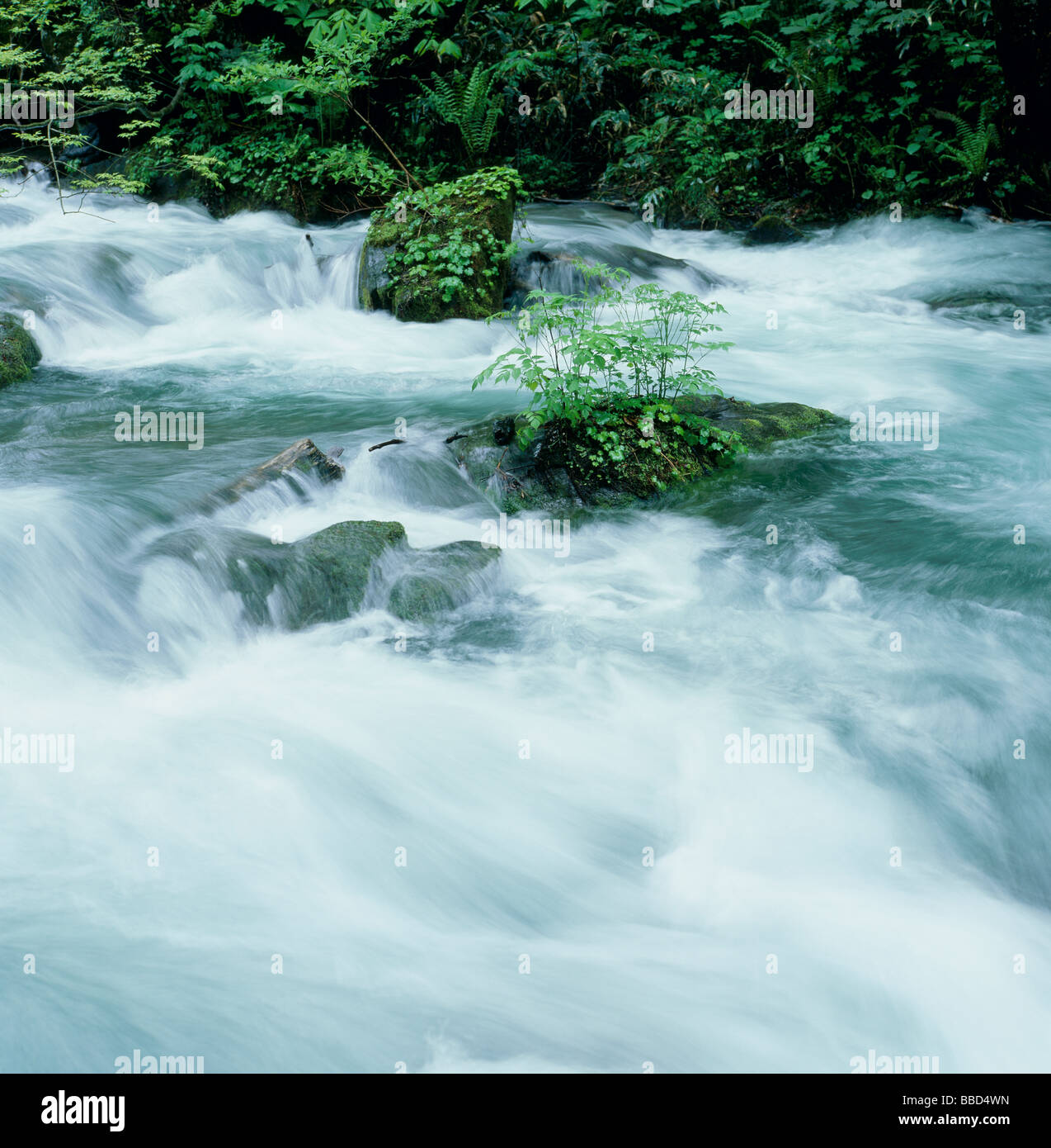 Tree Display Waterfall The waterfall tree hi-res stock photography and images - Alamy