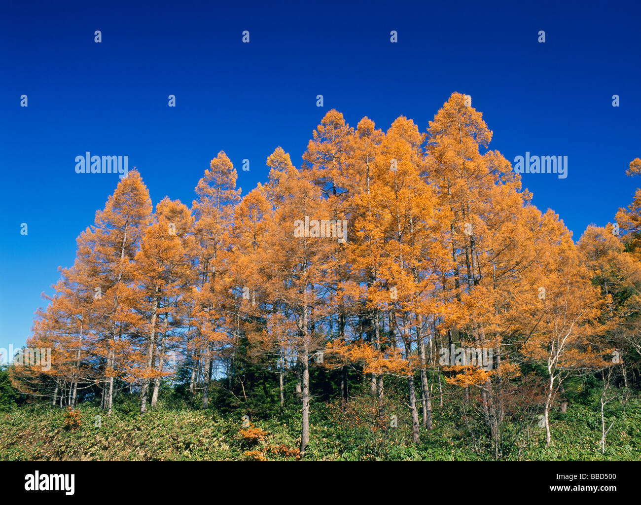 Tree With Autumn Leaves In Green Field Stock Photo