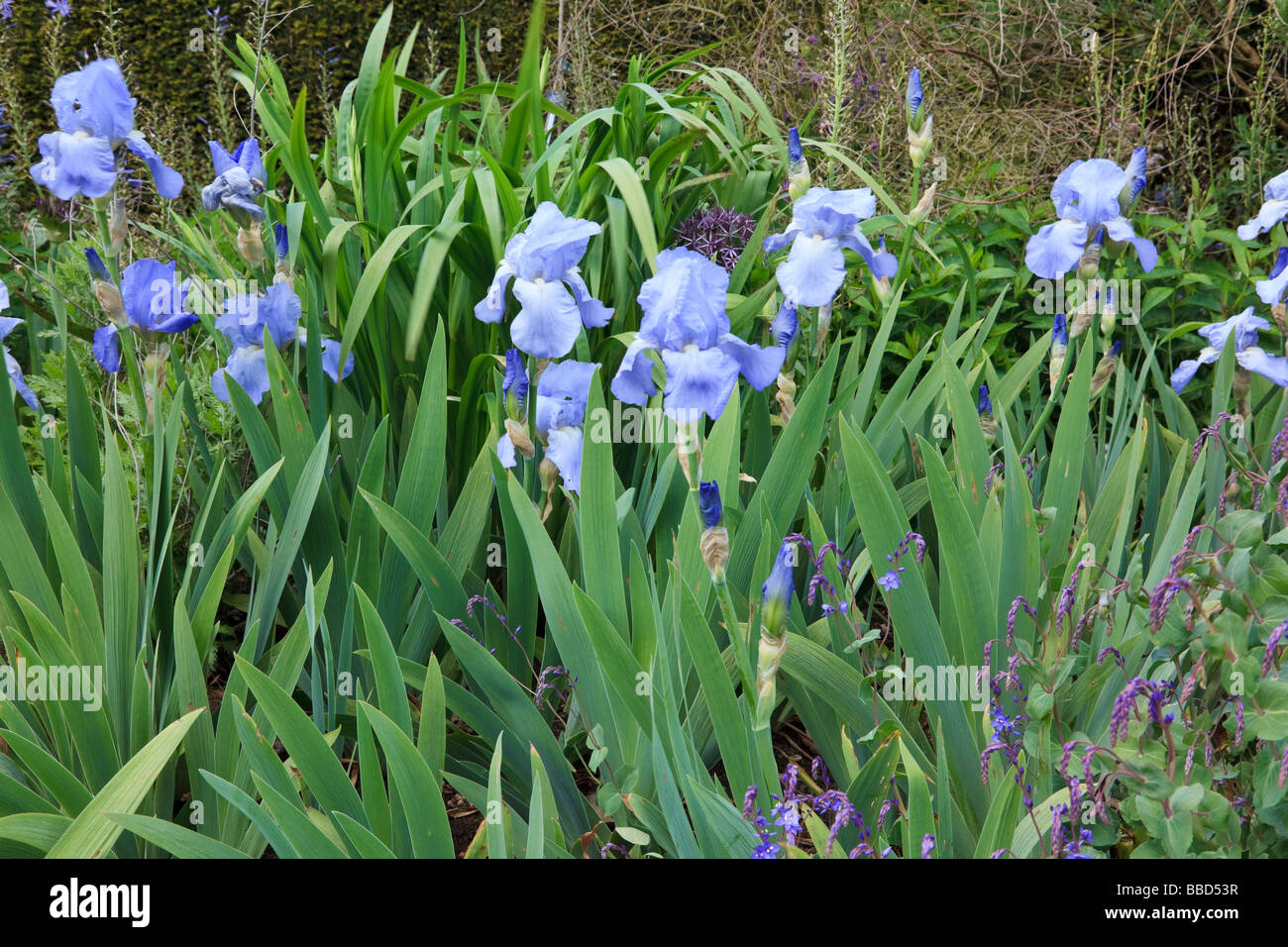 Iris Jane Phillips in a mixed Border Stock Photo - Alamy