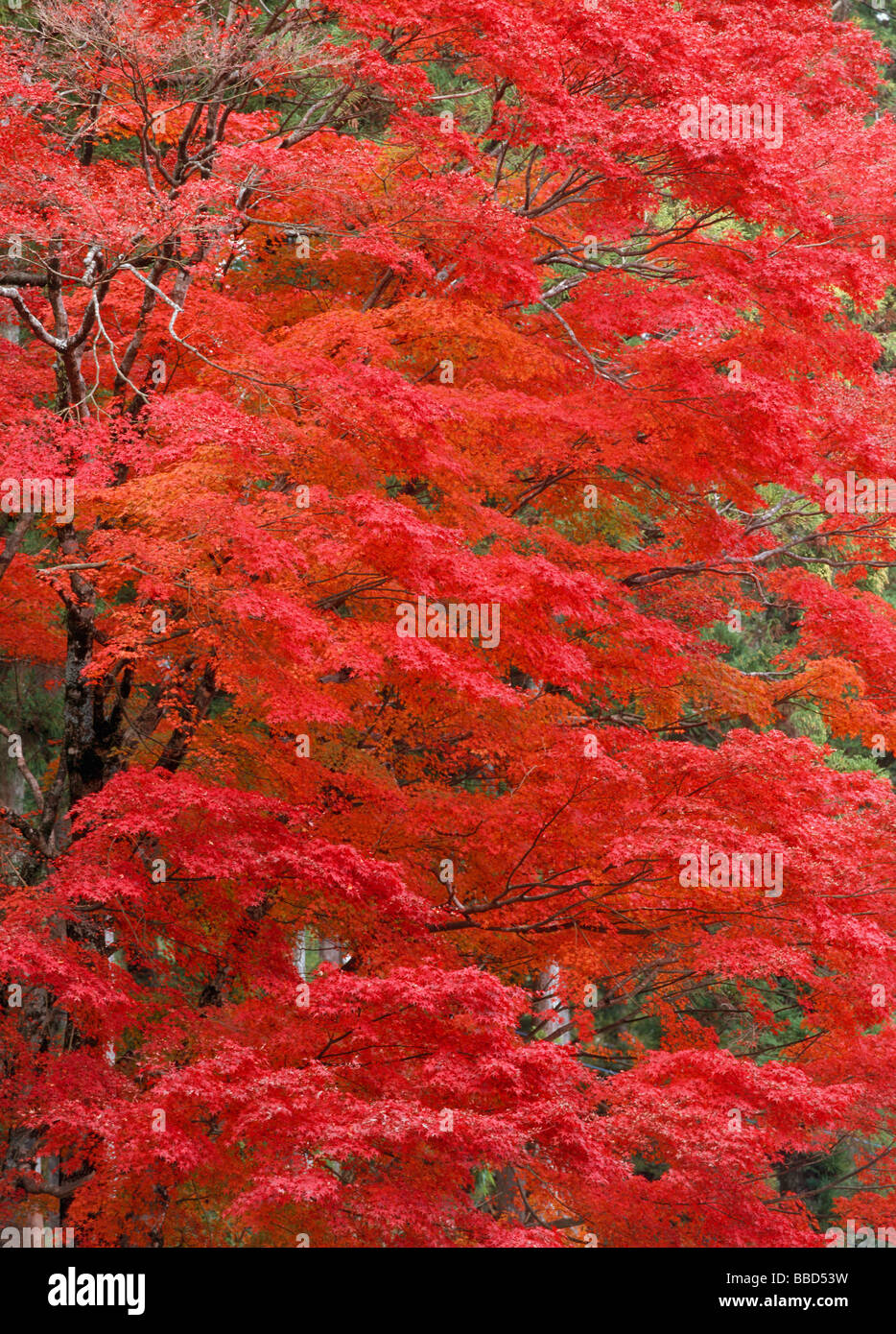 Red Leaves Stock Photo