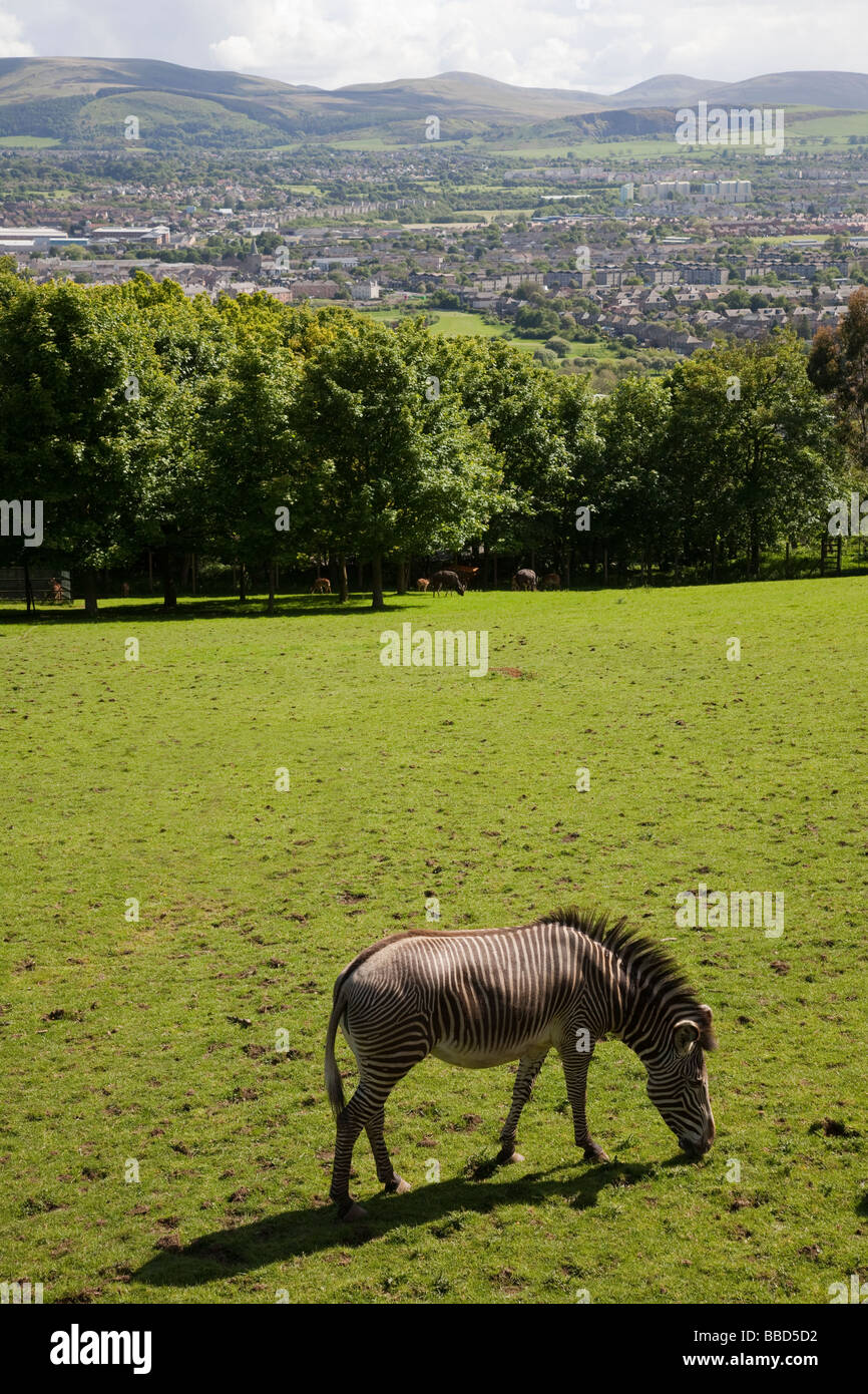 Edinburgh zoo zebras hires stock photography and images Alamy