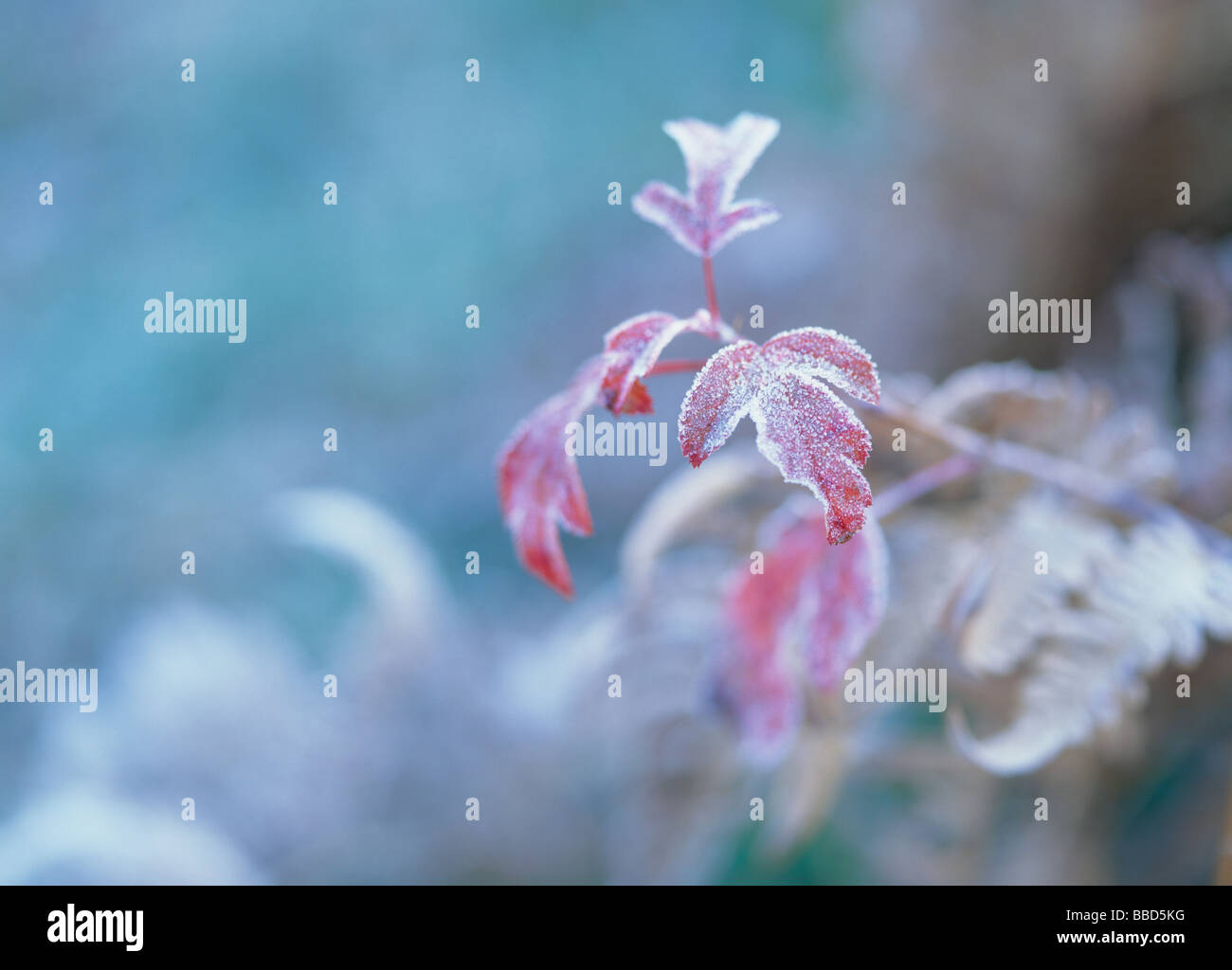 Close up autumn leaves hi-res stock photography and images - Alamy