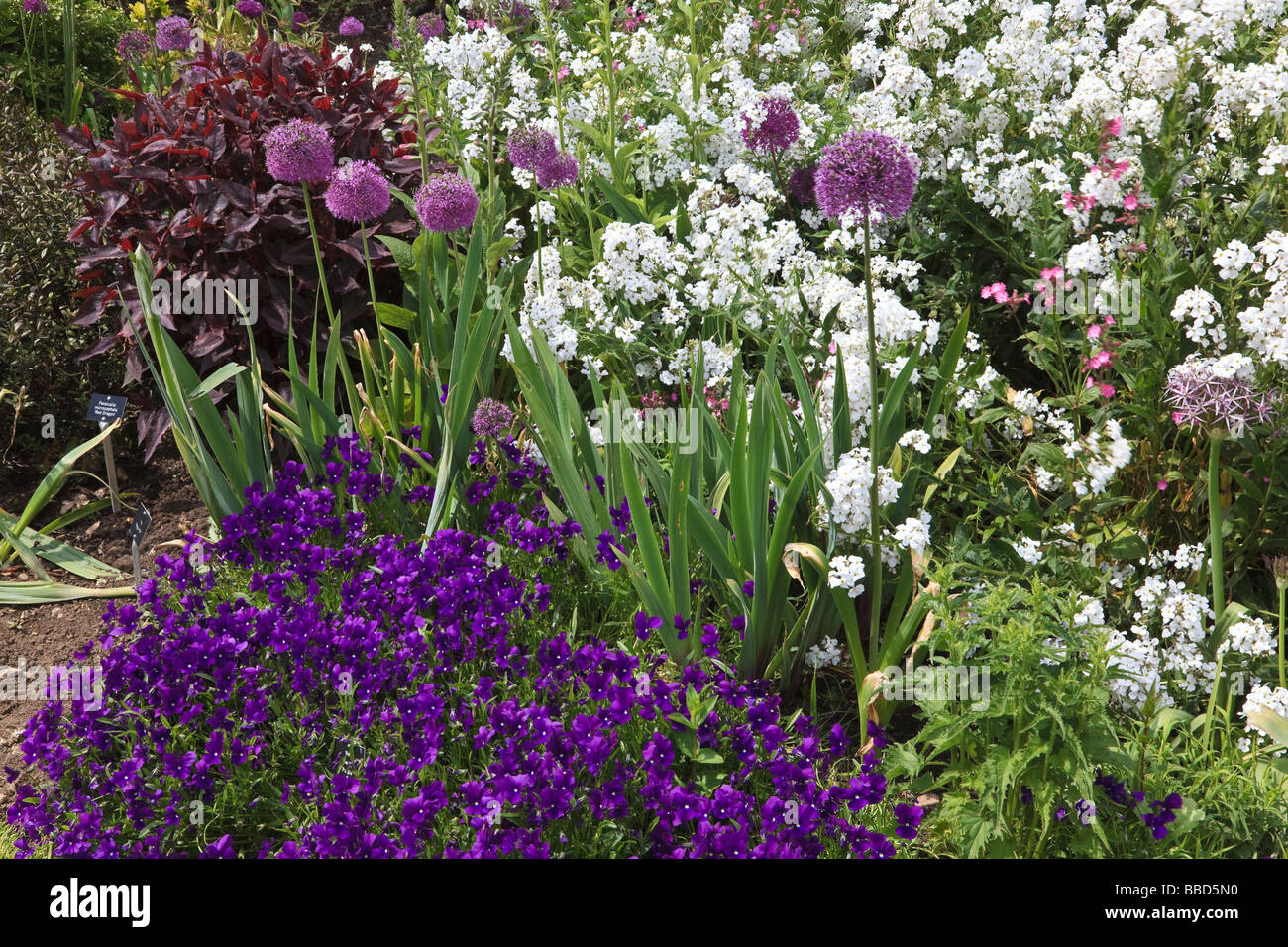 Mixed Border with Viola Phlox Allium and Iris, Hadlow College, Kent, UK Stock Photo