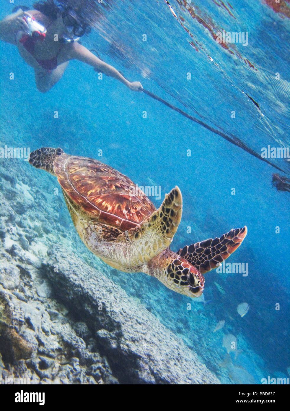 Snorkeling with sea turtles near Moorea, French Polynesia (Tahiti Stock