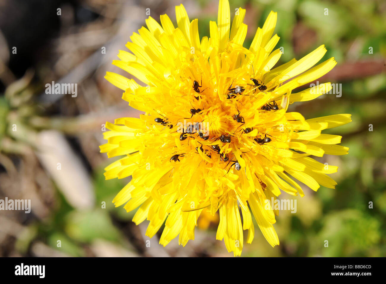 Macro photo of ants eating feeding on the pollen of a dandelion. Summer