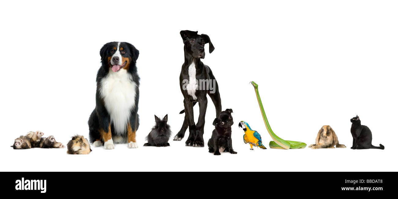 Group of pets in a raw Dog cat bird reptile rabbit ferret in front of a