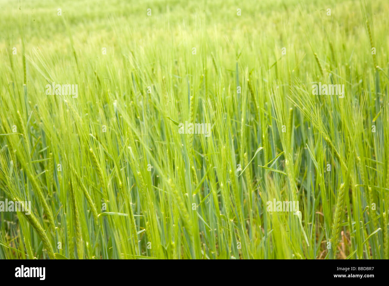 Cereal crops hires stock photography and images Alamy