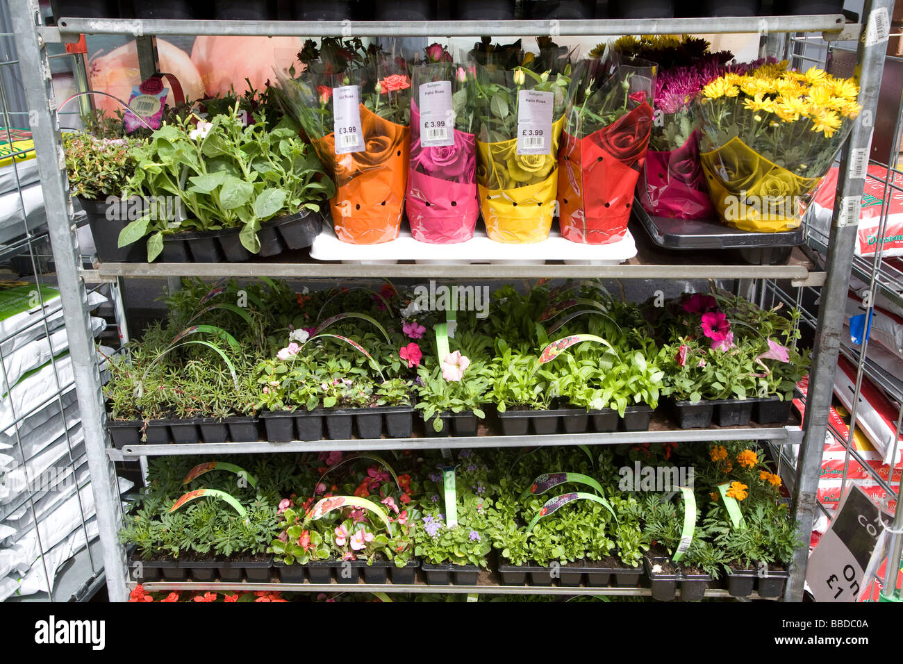 Selection of potted plants on display Stock Photo