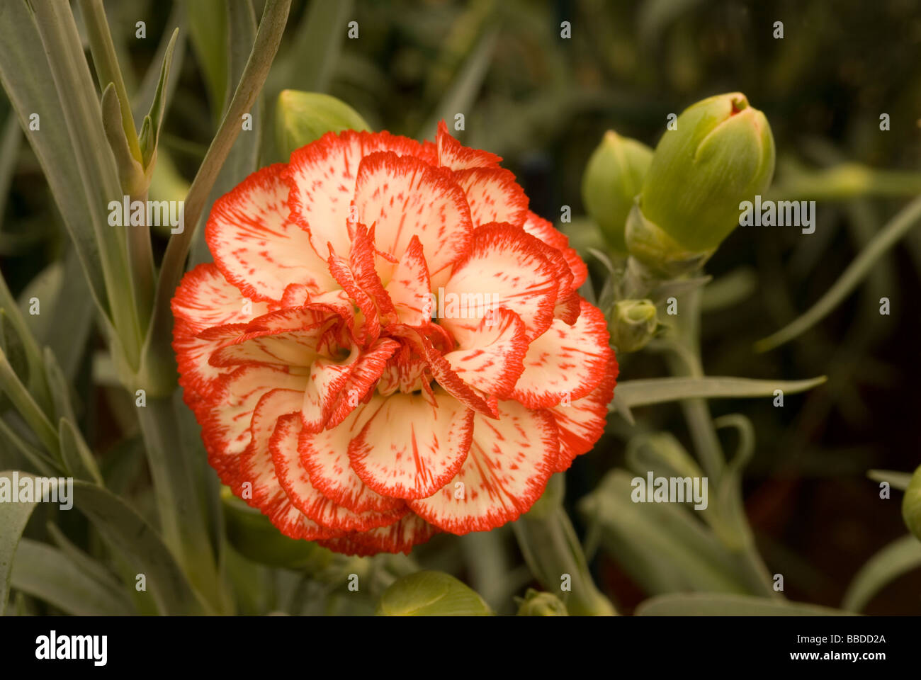 Dianthus plants hi-res stock photography and images - Alamy