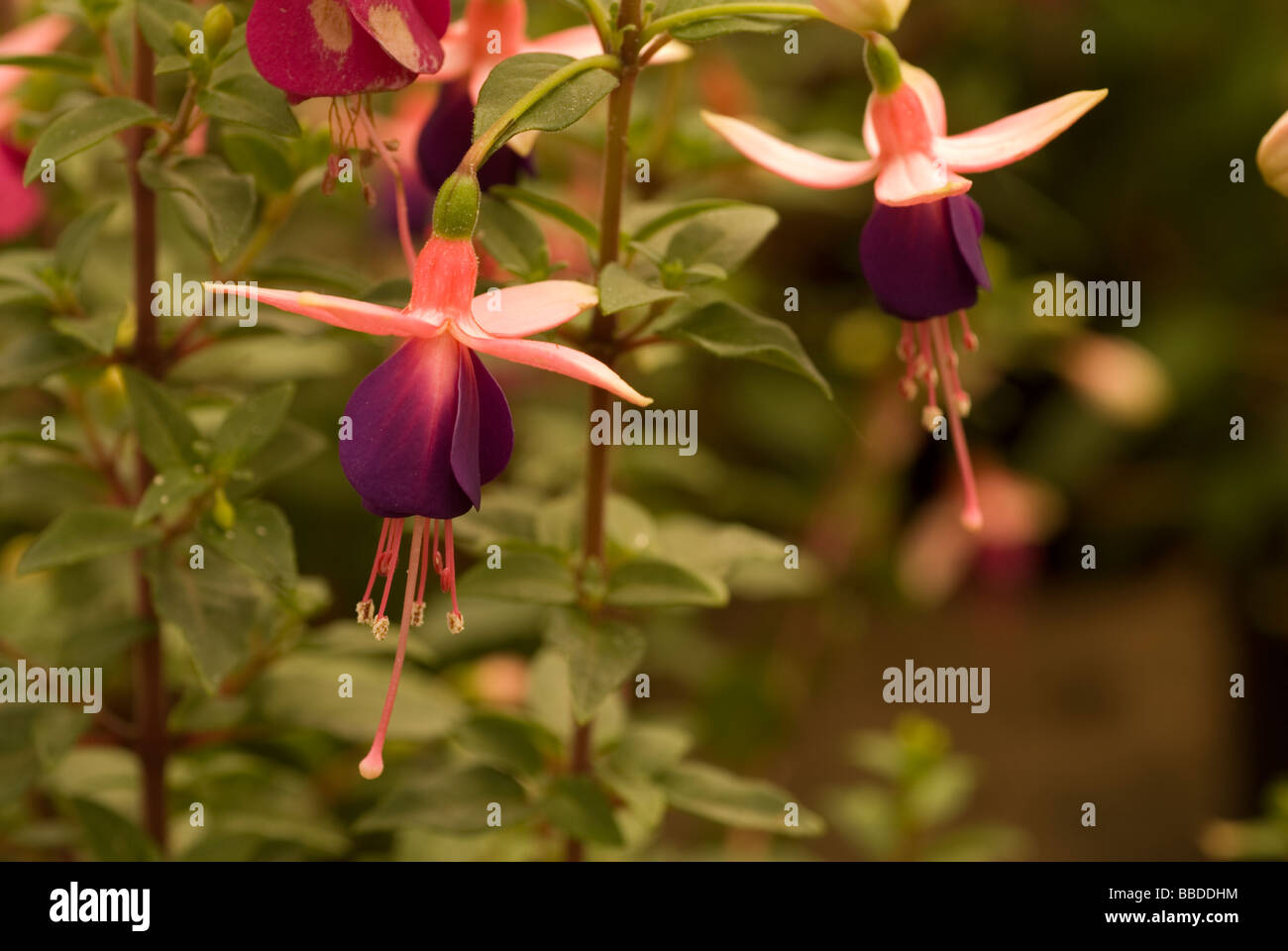 Fuchsia sp., Onagraceae flower flowers hortocultural plant plants Roberto Nistri horizontal Stock Photo