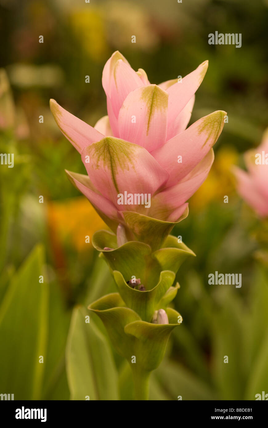 Siam Tulips Curcuma alismatifolia, Zingiberaceae Stock Photo