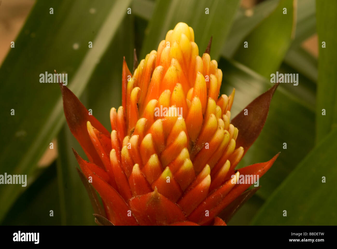 Flower of Guzmania sp. 'Torch', Bromeliaceae, tropical America Stock Photo