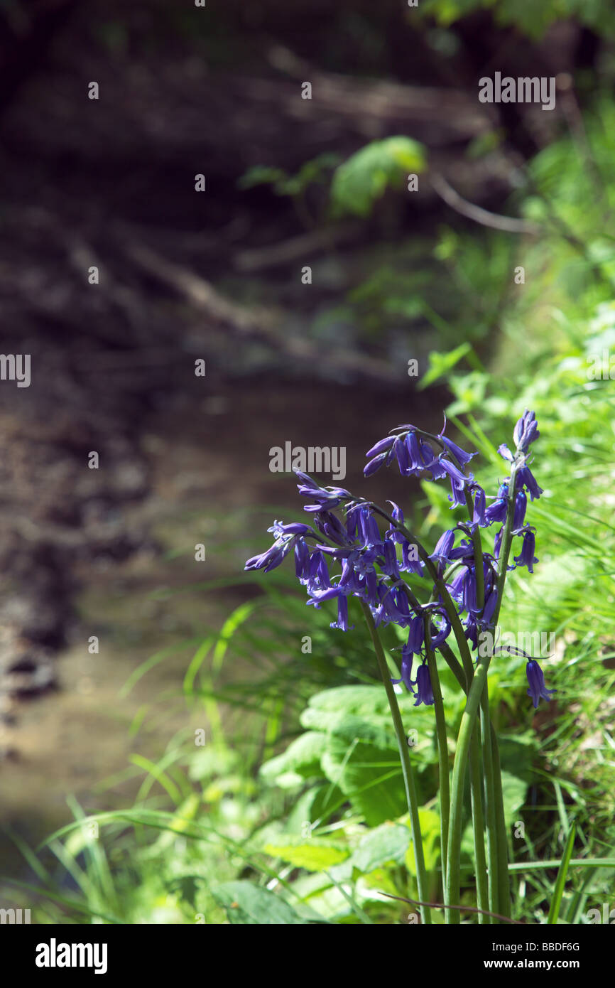 English bluebells beside woodland stream Stock Photo