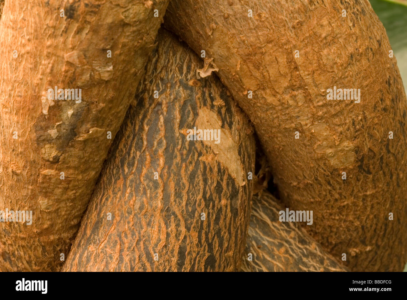 Trunk of Provision Tree (Pachira aquatica), Bombacaceae Stock Photo