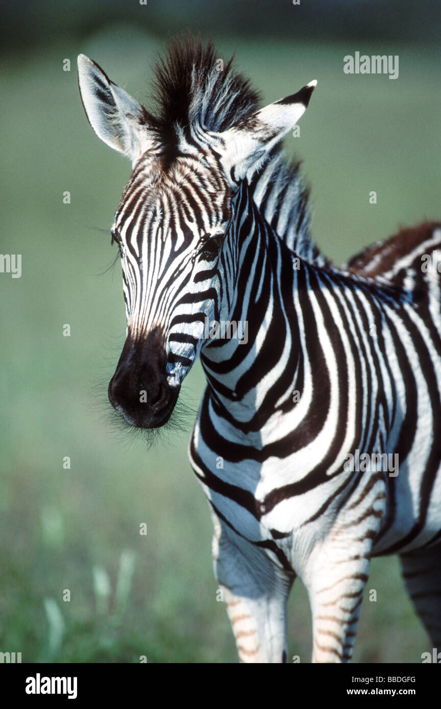 Zebra Calf Stock Photo