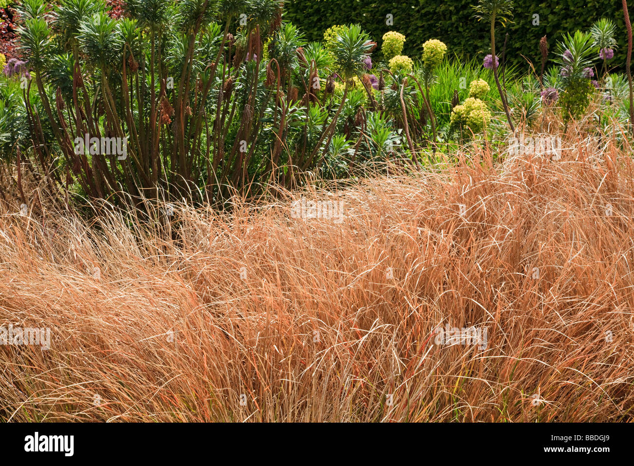 Stipa arundinacea a fast growing grass in a mixed border Euphorbia in the background Kent Stock Photo