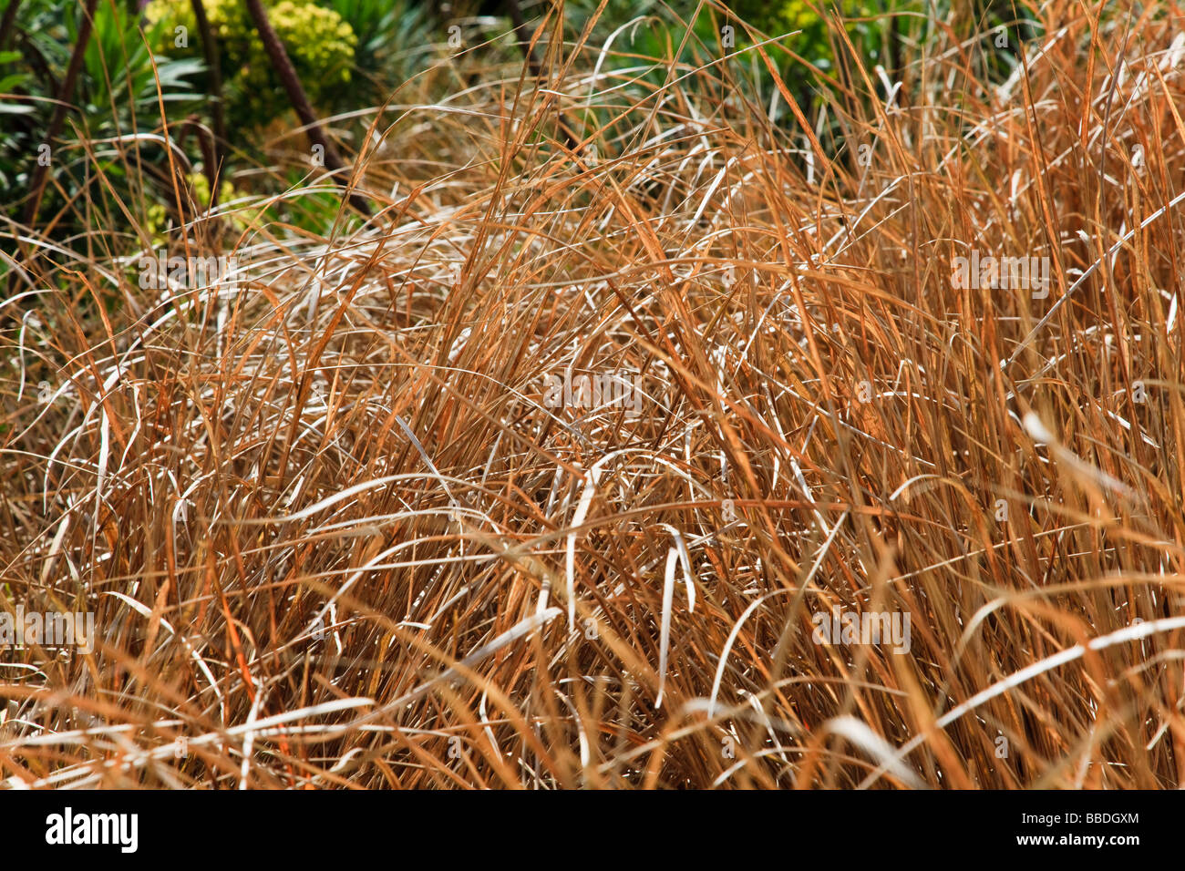Detail of Stipa arundinacea a fast growing grass in a mixed border Euphorbia in the background Kent Stock Photo