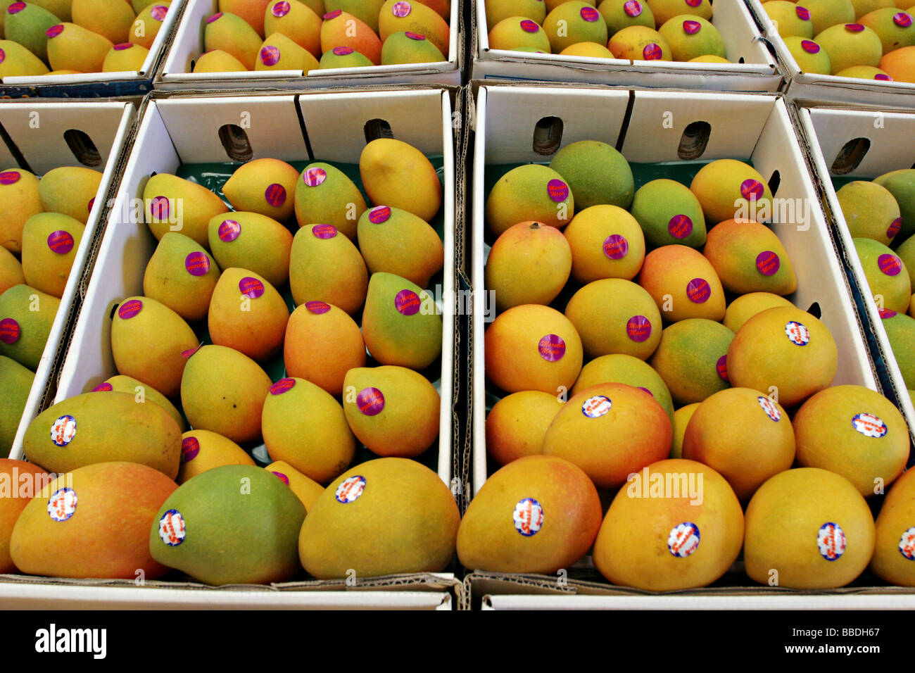 Mangoes at Sydney Fish Market Stock Photo Alamy