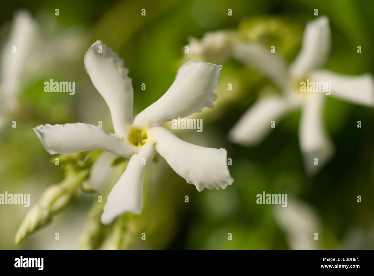 Jasmine Jasminum officinale, gelsomino, Oleaceae Stock Photo