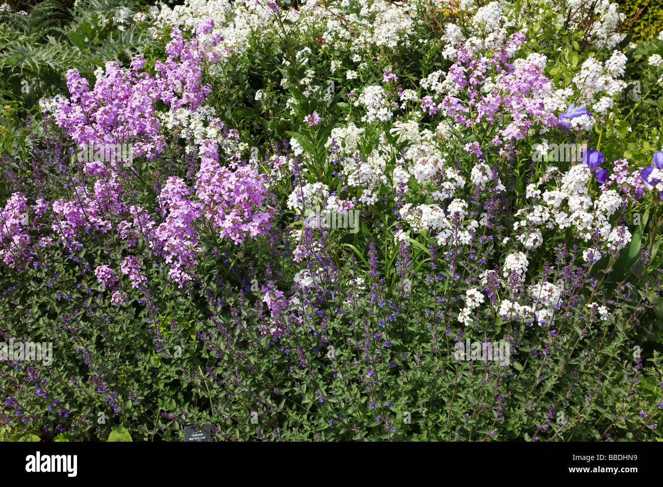 Mixed Border with Nepeta racemosa Walkers Low Phlox and Iris Stock Photo