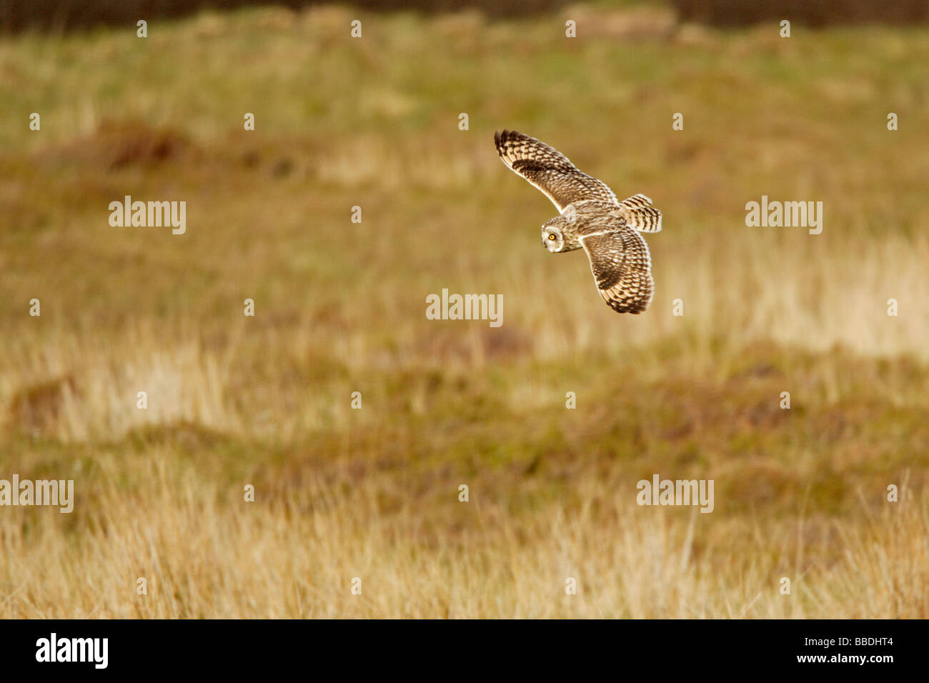 Short-eared owl in flight Stock Photo - Alamy