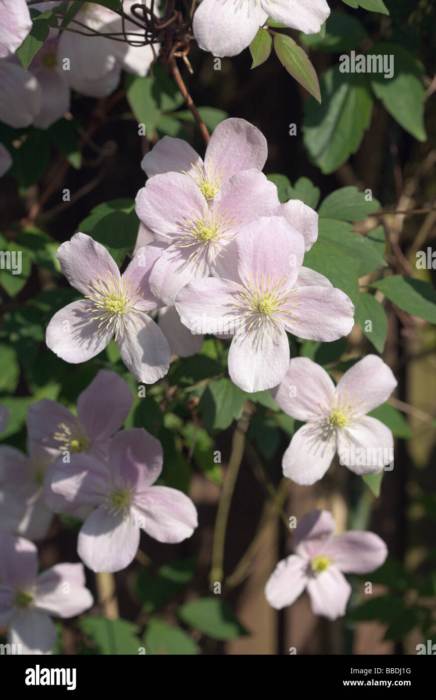Clematis montana 'Elizabeth' Stock Photo - Alamy