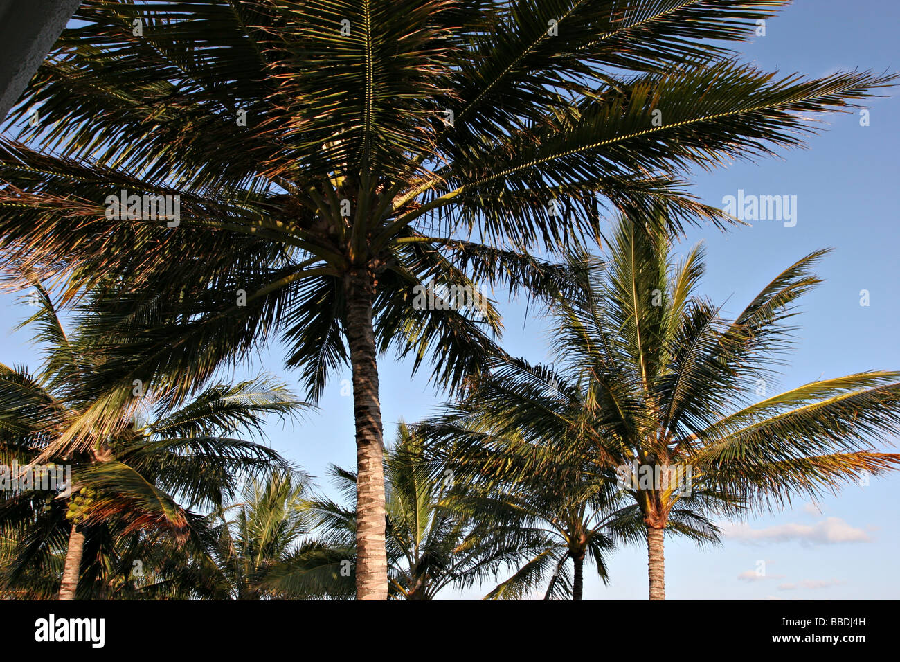 Tropical palm trees australia hi-res stock photography and images - Alamy
