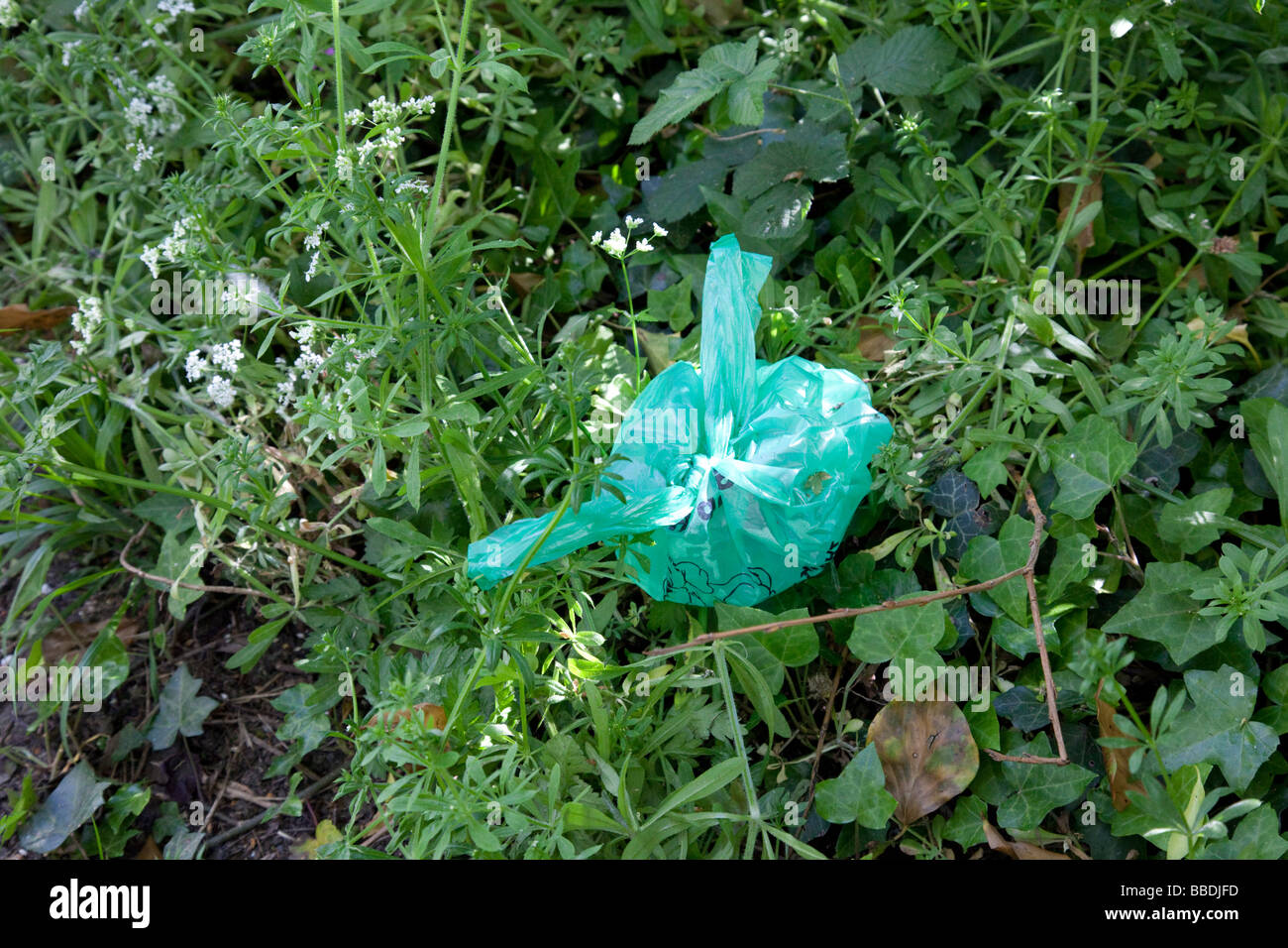 Polythene bag dog poo thrown into hedge Cotswolds UK Stock Photo