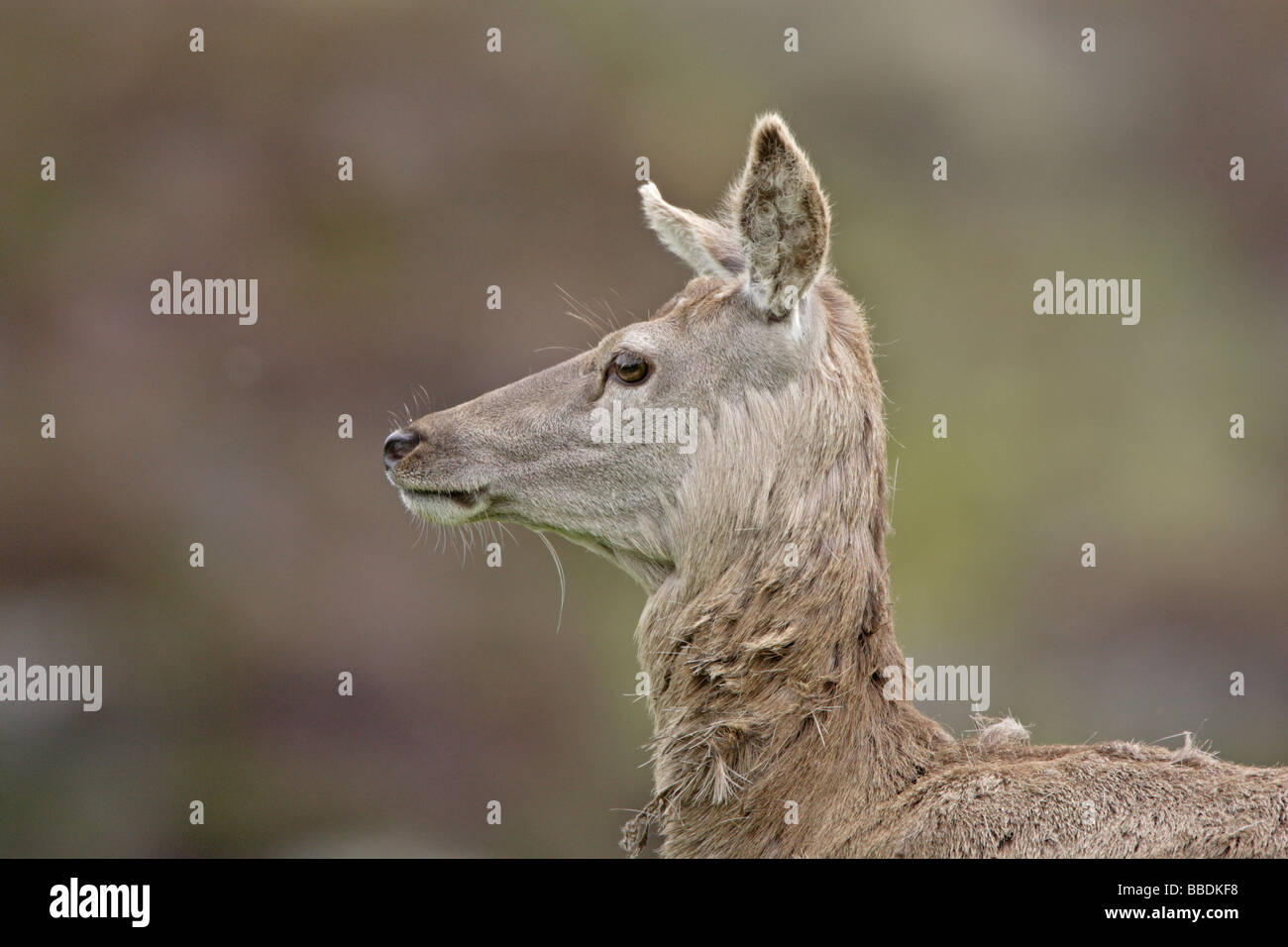 Red Deer Stock Photo