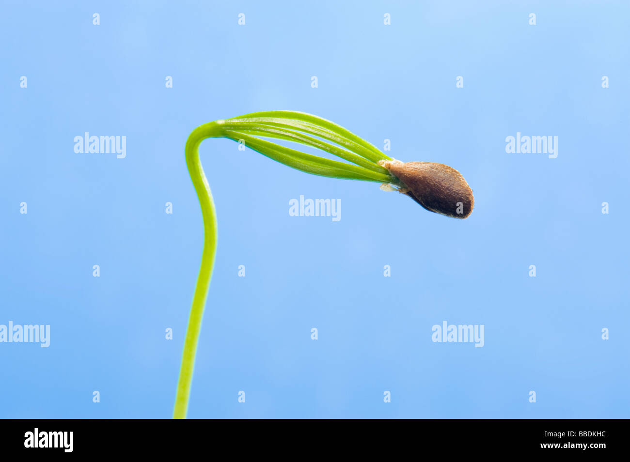 conifer seed tree unfold unfolding  cotyledon seed leaf germ germinate germination  sperm propagation green new coniferous cone Stock Photo