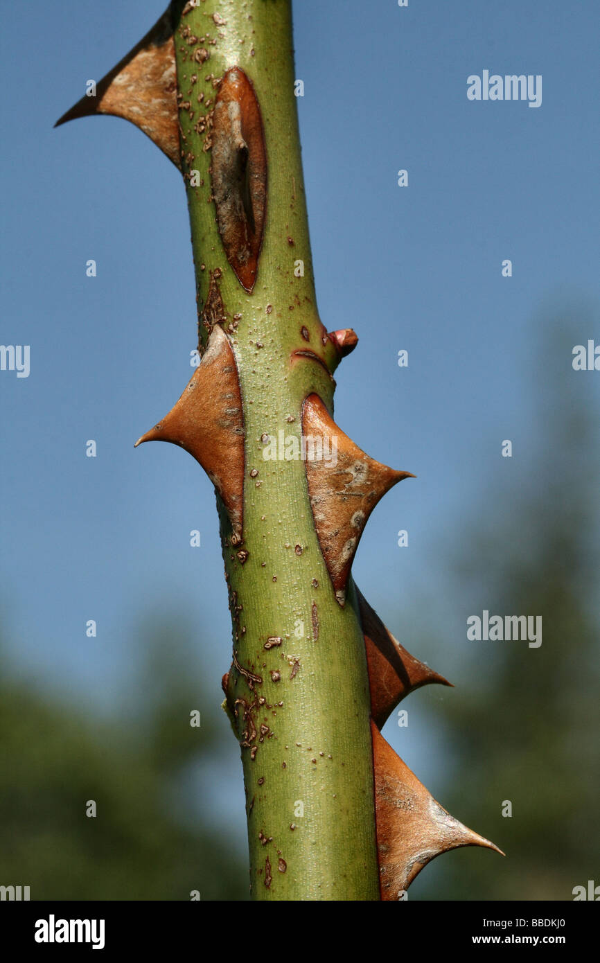 Close up macro shot of the sharp thorns of Rose Rosa outlined against a blue sky Stock Photo