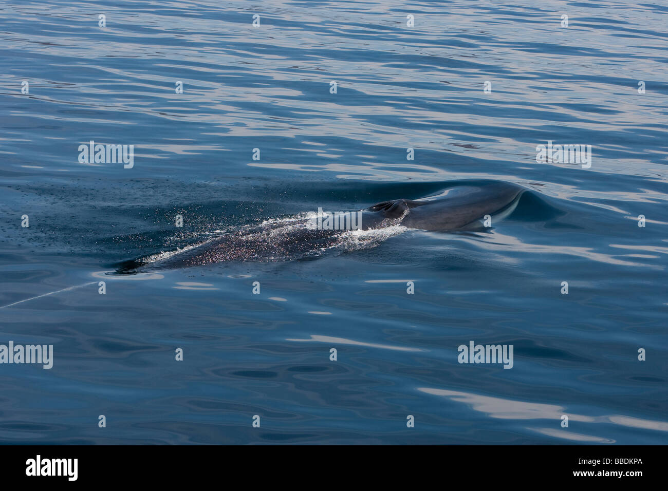Fin Whale Balaenoptera physalus Finnwal head with blowhole and typical ...